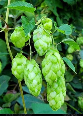 Humulus Lupulus: Luomu Oluen Kuohut ja Aromaterapeuttiset Kasvit?